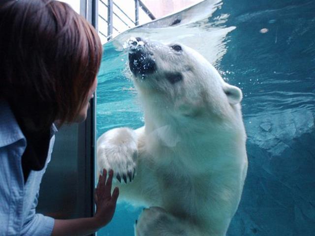 旭山動物園（観光イメージ）