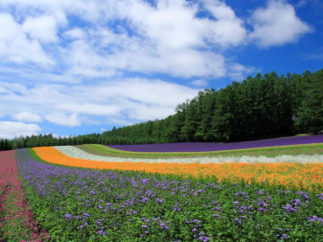 ファーム富田（観光イメージ）