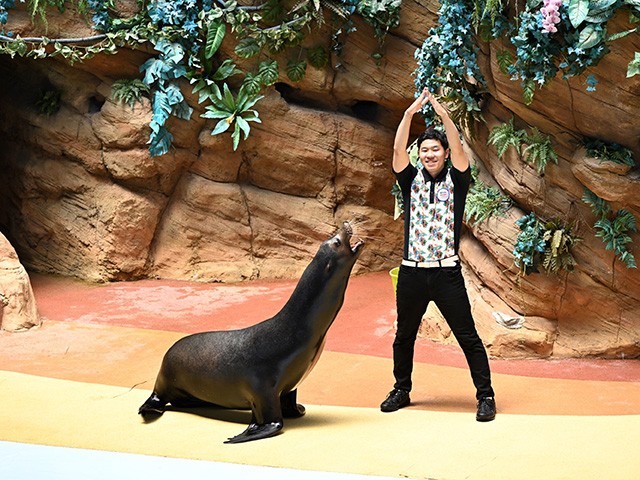 アニマルアクション（イメージ）