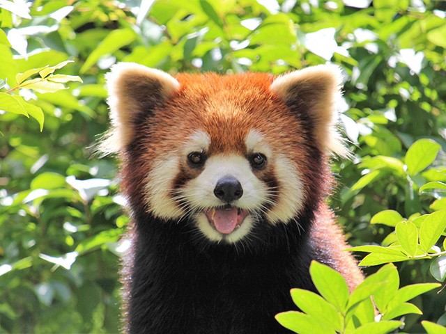 2025年7月よりレッサーパンダが公開！