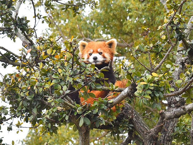 2025年7月よりレッサーパンダが公開！