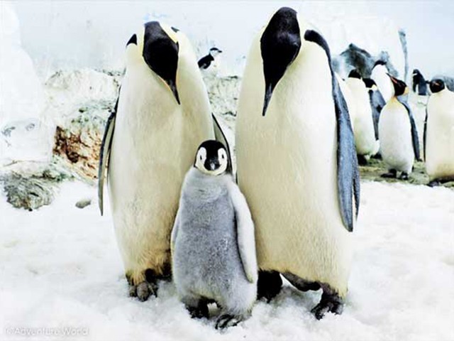 2025年9月にエンペラーペンギンが誕生！