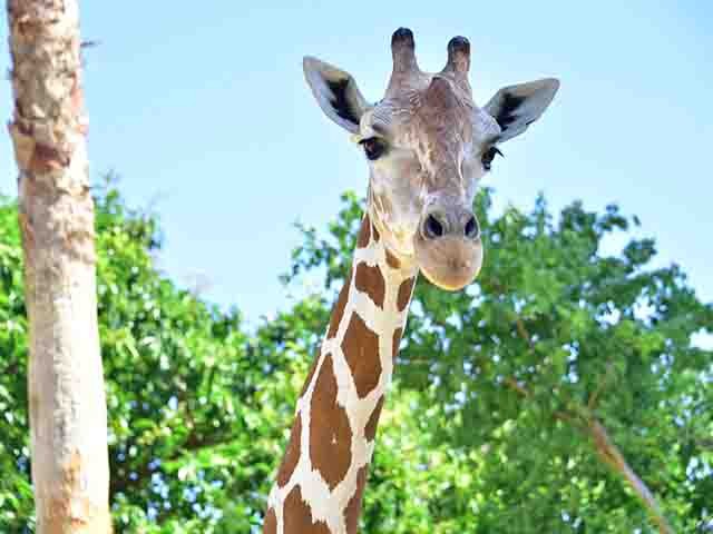 キリン（イメージ）