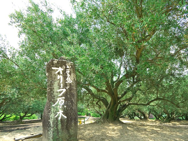 小豆島オリーブ園　オリーブの原木（観光イメージ）