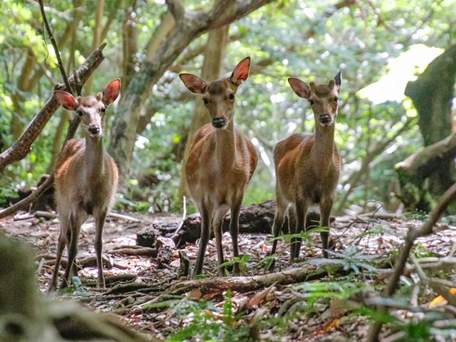 ヤクシカ　イメージ