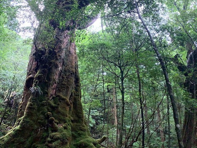 七本杉　イメージ