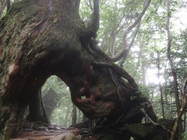 くぐり杉　イメージ