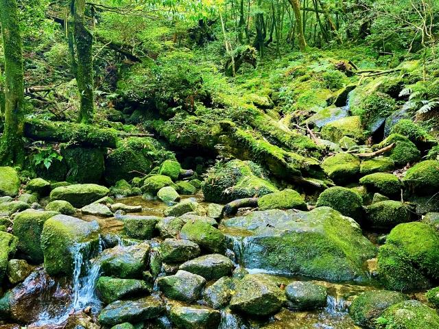 白谷雲水峡イメージ