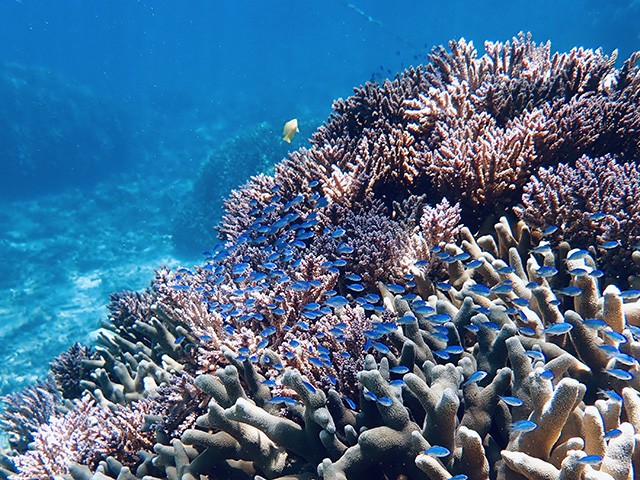 赤崎シュノーケリング