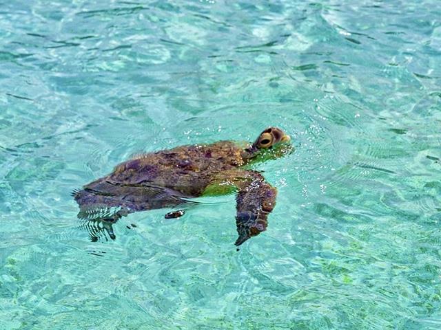 ウミガメがみられることも！