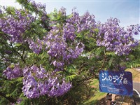 ジャカランダの森