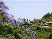 ジャカランダの森