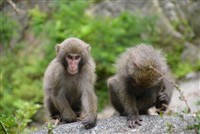 西部林道で見られるサルたち