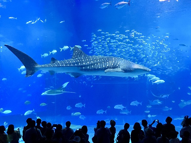 名古屋(中部・小牧)発 【那覇出発/バスガイド付き】☆沖縄美ら海水族館
