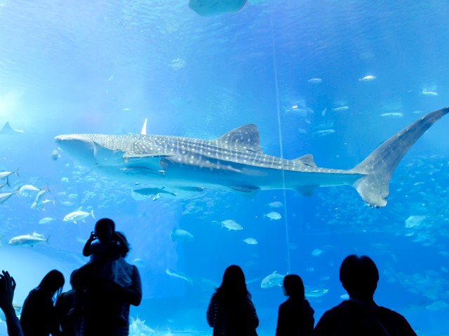 美ら海水族館（滞在150分）