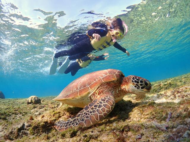 ウミガメと泳いでみよう！