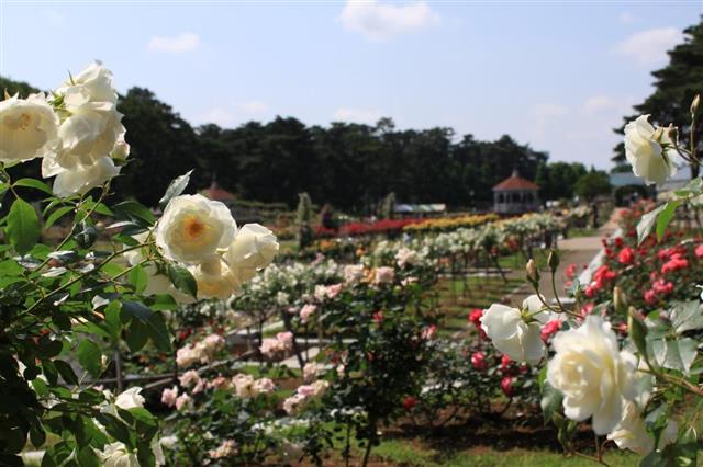 群馬 春を感じて 北関東最大級のばら園と上州牛ローストビーフ食べ放題 ゆばすくい体験 東洋のナイアガラ吹割の滝散策にラストいちご狩り 新宿駅発群馬バスツアー 日帰りバスツアーを予約するならオリオンツアー