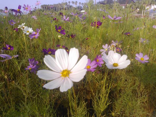 千葉 気分はまるで人魚姫 海中観光船 老舗人気店でクリームパン作り体験 海辺で食べる新鮮 定置網丼 季節の花摘みと道の駅木更津 新宿駅発千葉 バスツアー 日帰りバスツアーを予約するならオリオンツアー