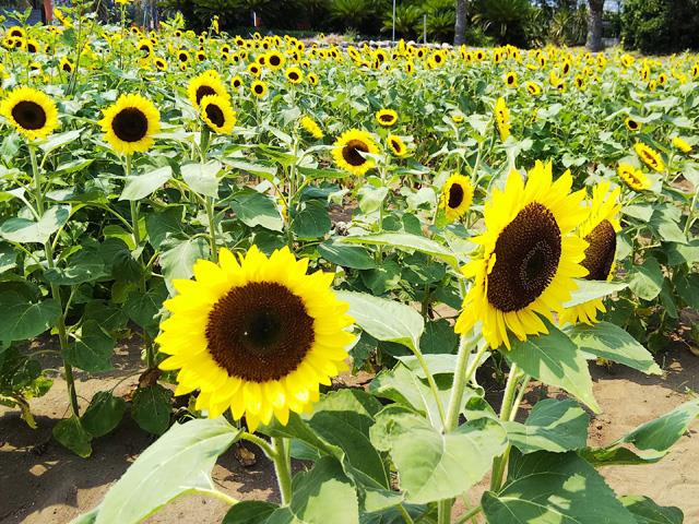 千葉 気分はまるで人魚姫 海中観光船 老舗人気店でクリームパン作り体験 海辺で食べる新鮮 定置網丼 季節の花摘みと道の駅木更津 新宿駅発千葉 バスツアー 日帰りバスツアーを予約するならオリオンツアー