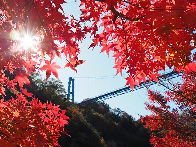 茨城】秋のおとずれ！茨城の紅葉名所を巡る！日本三大名瀑『袋田の滝