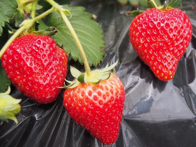 茨城 これで決まり いばらき回遊 人気の大ネタ回転寿司食べ放題にいちご狩り食べ放題 Sns映え パワースポット大洗磯前神社 あみプレミアム アウトレットでお買い物 新宿駅発茨城バスツアー 日帰りバスツアーを予約するならオリオンツアー