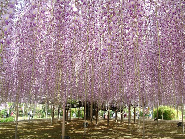 栃木 群馬 春の３大花巡り あしかがフラワーパーク 藤 八王子山公園 芝桜 ネモフィラ 北関東の花旅へ プレミアムいちご スカイベリー狩り食べ放題 新宿駅発栃木バスツアー 日帰りバスツアーを予約するならオリオンツアー