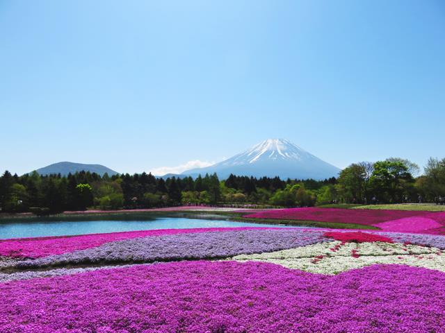 山梨 絶景の花まつり 関東最大級 富士芝桜まつり 完熟いちご狩り食べ放題と山梨を味わうご当地ブランド肉ランチ 新宿駅発山梨バスツアー 日帰りバスツアーを予約するならオリオンツアー