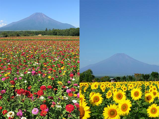 静岡 山梨 この時期行きたい旬のフルーツw狩り 富士山麓のお花畑 山中湖花の都公園 で季節の花の鑑賞 新宿駅発静岡 バスツアー 日帰りバスツアーを予約するならオリオンツアー