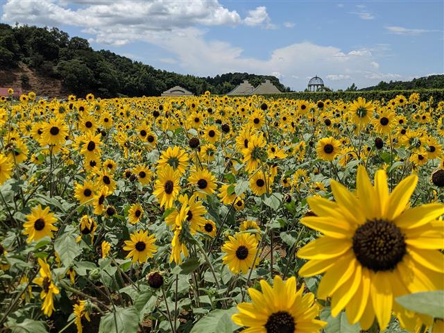 千葉】8月限定！夏の王様【ひまわり】約70万輪が咲き誇る”東京ドイツ