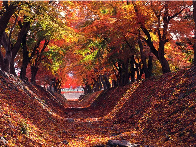 見頃を迎えております♪＞【山梨】山梨紅葉さんぽ♪県内屈指の渓谷美