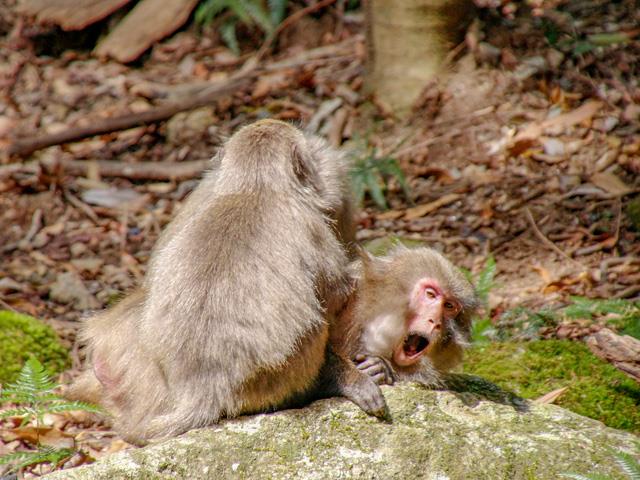 ヤクザル　イメージ