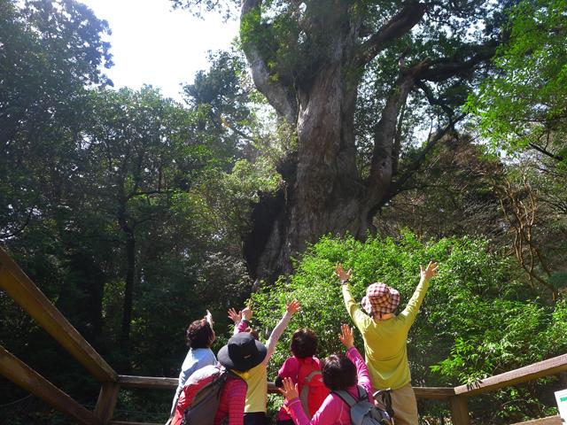 縄文杉トレッキング　イメージ