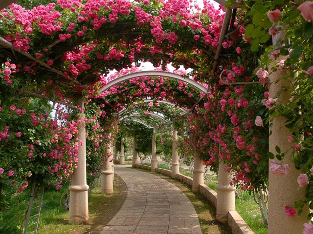 山梨 見た目も愛らしい旬のさくらんぼ狩りと世界のバラ展開催中 日本一長いバラの回廊と山梨最大級マンズワイン勝沼ワイナリーを訪ねる日帰りバスツアー 名古屋発山梨バスツアー 日帰りバスツアーを予約するならオリオンツアー