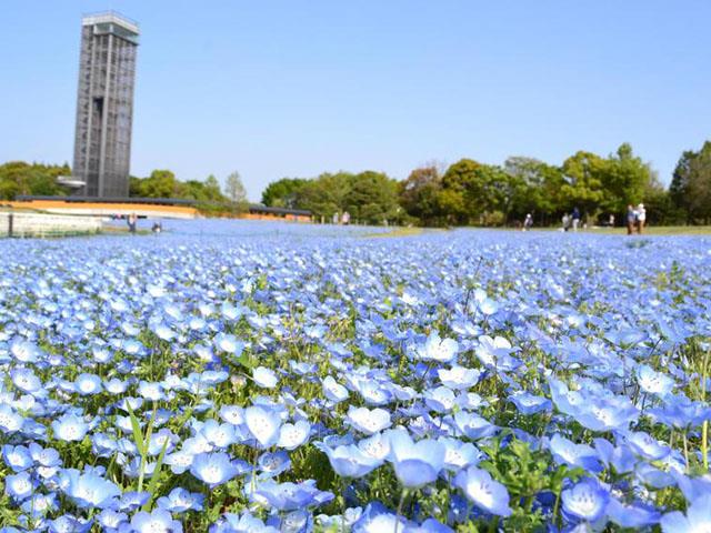 浜松餃子 うな丼御膳と浜名湖 掛川フラワーめぐり 252a 名古屋発静岡バスツアー 日帰りバスツアーを予約するならオリオンツアー
