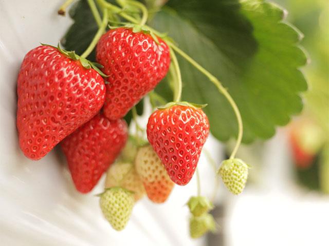 兵庫県】いちご＆メロン祭！！大人気の原田いちごファームでいちご狩り