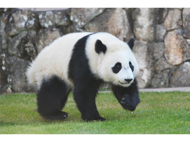 和歌山県 可愛い動物たちに会いに行こう ｇｏ ｇｏ アドベンチャーワールド 約4時間滞在 旬の甘 いいちご狩り30分食べ放題 海鮮せんべい南紀でお買い物 新大阪発和歌山 南紀白浜 龍神バスツアー 日帰りバスツアーを予約するならオリオンツアー