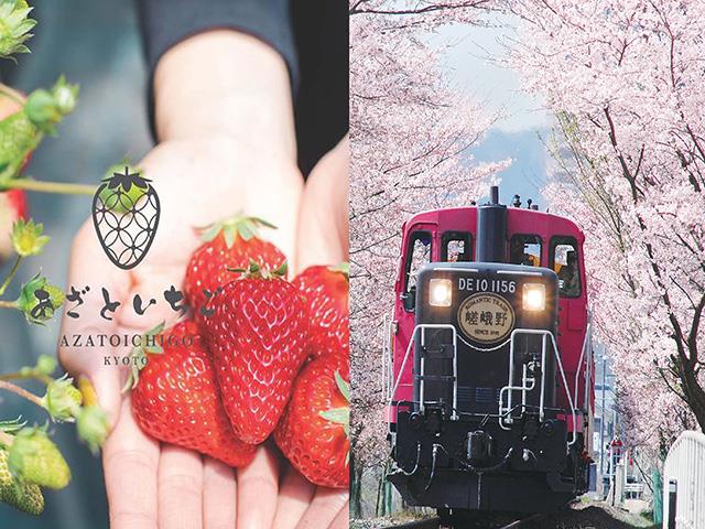 梅田 難波発 春桜のトンネル 嵯峨野トロッコ列車 や嵐山 伏見稲荷大社を散策 あまーい 獲れたていちご30分食べ放題 京都の春を満喫しよう 昼食なし 西梅田発京都 京都市内バスツアー 日帰りバスツアーを予約するならオリオンツアー