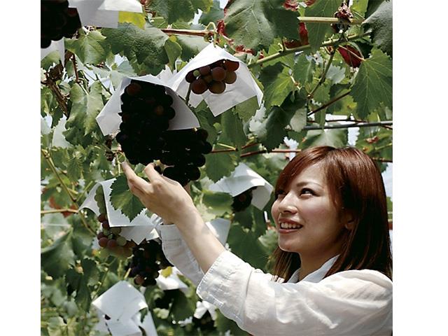 名古屋発 男川やな 鮎つかみどり体験とぶどう狩りへ行く日帰りバスツアー a 名古屋発愛知バスツアー 日帰りバスツアー を予約するならトラベルマルシェ