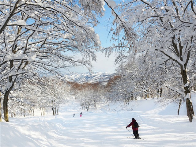 ■TI　マイカーで行く！　上越国際　宿おまかせ　ロッジクラス